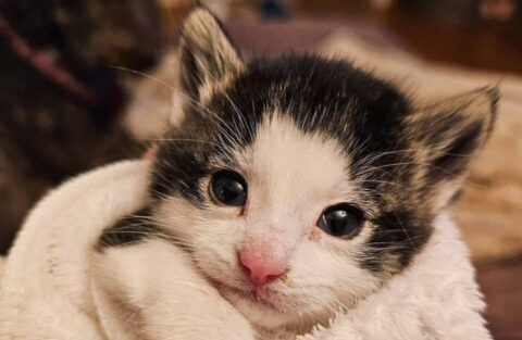 Kattunge med teppe rundt seg.